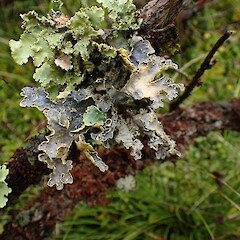 Podostictina jamesii