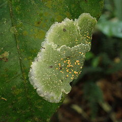 Corticolous on nīkau and kohekohe leaves, Levin Horowhenua.<br>Photographer: Marley Ford, Date taken: 29/12/2022, Licence: <a target='_blank' href='https://creativecommons.org/licenses/by/4.0'>CC BY</a>. <a class='member-message' href='/nzpcn/why-join-nzpcn/' target='_blank'>Members can view a larger version of this image.</a>