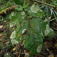 Corticolous on nīkau and kohekohe leaves, Levin Horowhenua.<br>Photographer: Marley Ford, Date taken: 29/12/2022, Licence: <a target='_blank' href='https://creativecommons.org/licenses/by/4.0'>CC BY</a>. <a class='member-message' href='/nzpcn/why-join-nzpcn/' target='_blank'>Members can view a larger version of this image.</a>