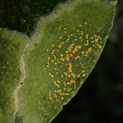 Coenogonium zonatum