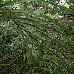 Corticolous on nīkau and kohekohe leaves, Levin Horowhenua.<br>Photographer: Marley Ford, Date taken: 29/12/2022, Licence: <a target='_blank' href='https://creativecommons.org/licenses/by/4.0'>CC BY</a>. <a class='member-message' href='/nzpcn/why-join-nzpcn/' target='_blank'>Members can view a larger version of this image.</a>