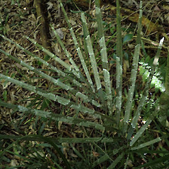 Corticolous on nīkau and kohekohe leaves, Levin Horowhenua.<br>Photographer: Marley Ford, Date taken: 29/12/2022, Licence: <a target='_blank' href='https://creativecommons.org/licenses/by/4.0'>CC BY</a>. <a class='member-message' href='/nzpcn/why-join-nzpcn/' target='_blank'>Members can view a larger version of this image.</a>