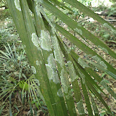 Corticolous on nīkau and kohekohe leaves, Levin Horowhenua.<br>Photographer: Marley Ford, Date taken: 29/12/2022, Licence: <a target='_blank' href='https://creativecommons.org/licenses/by/4.0'>CC BY</a>. <a class='member-message' href='/nzpcn/why-join-nzpcn/' target='_blank'>Members can view a larger version of this image.</a>
