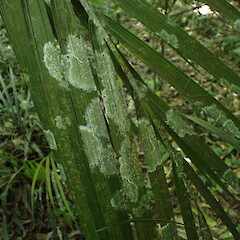 Corticolous on nīkau and kohekohe leaves, Levin Horowhenua.<br>Photographer: Marley Ford, Date taken: 29/12/2022, Licence: <a target='_blank' href='https://creativecommons.org/licenses/by/4.0'>CC BY</a>. <a class='member-message' href='/nzpcn/why-join-nzpcn/' target='_blank'>Members can view a larger version of this image.</a>