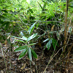 Green Belt above London St, Whanganui. Interior of widely suckering patch; culms 2 m tall.<br>Photographer: Colin C. Ogle, Date taken: 23/01/2024, Licence: Public domain. <a class='member-message' href='/nzpcn/why-join-nzpcn/' target='_blank'>Members can view a larger version of this image.</a>
