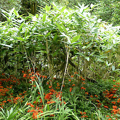 Green Belt above London St, Whanganui. Edge of widely suckering patch; culms 2 m tall.<br>Photographer: Colin C. Ogle, Date taken: 23/01/2024, Licence: Public domain. <a class='member-message' href='/nzpcn/why-join-nzpcn/' target='_blank'>Members can view a larger version of this image.</a>