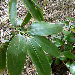 Green Belt above London St, Whanganui. Upper sides of leaves.<br>Photographer: Colin C. Ogle, Date taken: 23/01/2024, Licence: Public domain. <a class='member-message' href='/nzpcn/why-join-nzpcn/' target='_blank'>Members can view a larger version of this image.</a>