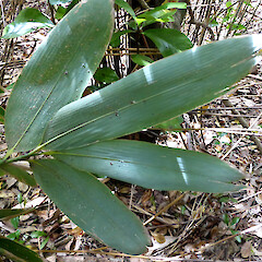 Green Belt above London St, Whanganui. Undersides of leaves.<br>Photographer: Colin C. Ogle, Date taken: 23/01/2024, Licence: Public domain. <a class='member-message' href='/nzpcn/why-join-nzpcn/' target='_blank'>Members can view a larger version of this image.</a>