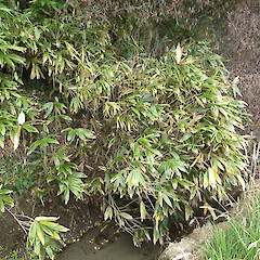 Green Belt above London St, Whanganui. Edge of widely suckering patch, above deep ditch by railway; culms 2 m tall.<br>Photographer: Colin C. Ogle, Date taken: 23/01/2024, Licence: Public domain. <a class='member-message' href='/nzpcn/why-join-nzpcn/' target='_blank'>Members can view a larger version of this image.</a>