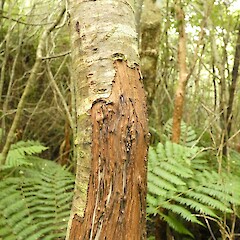 Bark stripping by feral deer, Southland.<br>Photographer: Jesse Bythell, Date taken: 21/01/2024, Licence: <a target='_blank' href='https://creativecommons.org/licenses/by-nc/4.0'>CC BY-NC</a>.