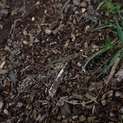Locally common in mulch of verge Whangārei Northland.<br>Photographer: Marley Ford, Date taken: 28/12/2023, Licence: <a target='_blank' href='https://creativecommons.org/licenses/by/4.0'>CC BY</a>. <a class='member-message' href='/nzpcn/why-join-nzpcn/' target='_blank'>Members can view a larger version of this image.</a>
