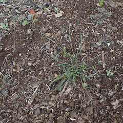 Locally common in mulch of verge Whangārei Northland.<br>Photographer: Marley Ford, Date taken: 28/12/2023, Licence: <a target='_blank' href='https://creativecommons.org/licenses/by/4.0'>CC BY</a>. <a class='member-message' href='/nzpcn/why-join-nzpcn/' target='_blank'>Members can view a larger version of this image.</a>