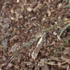 Locally common in mulch of verge Whangārei Northland.<br>Photographer: Marley Ford, Date taken: 28/12/2023, Licence: <a target='_blank' href='https://creativecommons.org/licenses/by/4.0'>CC BY</a>. <a class='member-message' href='/nzpcn/why-join-nzpcn/' target='_blank'>Members can view a larger version of this image.</a>