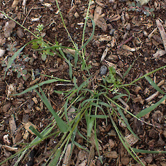 Locally common in mulch of verge Whangārei Northland.<br>Photographer: Marley Ford, Date taken: 28/12/2023, Licence: <a target='_blank' href='https://creativecommons.org/licenses/by/4.0'>CC BY</a>. <a class='member-message' href='/nzpcn/why-join-nzpcn/' target='_blank'>Members can view a larger version of this image.</a>