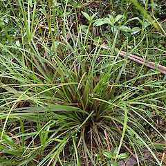 Locally abundant groundcover swamp forest, Dargaville Far North.<br>Photographer: Marley Ford, Date taken: 20/11/2023, Licence: <a target='_blank' href='https://creativecommons.org/licenses/by/4.0'>CC BY</a>. <a class='member-message' href='/nzpcn/why-join-nzpcn/' target='_blank'>Members can view a larger version of this image.</a>