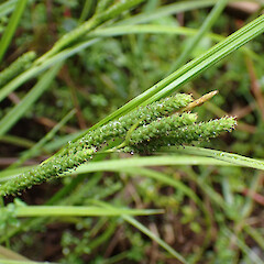 Locally abundant groundcover swamp forest, Dargaville Far North.<br>Photographer: Marley Ford, Date taken: 20/11/2023, Licence: <a target='_blank' href='https://creativecommons.org/licenses/by/4.0'>CC BY</a>. <a class='member-message' href='/nzpcn/why-join-nzpcn/' target='_blank'>Members can view a larger version of this image.</a>