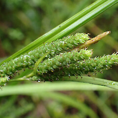 Locally abundant groundcover swamp forest, Dargaville Far North.<br>Photographer: Marley Ford, Date taken: 20/11/2023, Licence: <a target='_blank' href='https://creativecommons.org/licenses/by/4.0'>CC BY</a>. <a class='member-message' href='/nzpcn/why-join-nzpcn/' target='_blank'>Members can view a larger version of this image.</a>
