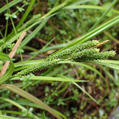 Carex maculata