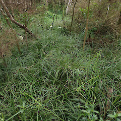 Locally abundant groundcover swamp forest, Dargaville Far North.<br>Photographer: Marley Ford, Date taken: 20/11/2023, Licence: <a target='_blank' href='https://creativecommons.org/licenses/by/4.0'>CC BY</a>. <a class='member-message' href='/nzpcn/why-join-nzpcn/' target='_blank'>Members can view a larger version of this image.</a>