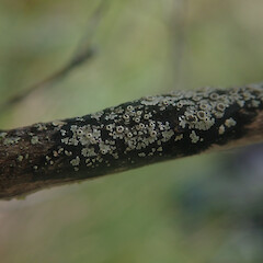 Corticolous on mānuka twig, Stewart Island.<br>Photographer: Marley Ford, Date taken: 22/03/2022, Licence: <a target='_blank' href='https://creativecommons.org/licenses/by/4.0'>CC BY</a>. <a class='member-message' href='/nzpcn/why-join-nzpcn/' target='_blank'>Members can view a larger version of this image.</a>
