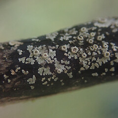 Psoroma caliginosum
