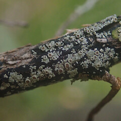 Corticolous on mānuka twig, Stewart Island.<br>Photographer: Marley Ford, Date taken: 21/03/2022, Licence: <a target='_blank' href='https://creativecommons.org/licenses/by/4.0'>CC BY</a>. <a class='member-message' href='/nzpcn/why-join-nzpcn/' target='_blank'>Members can view a larger version of this image.</a>