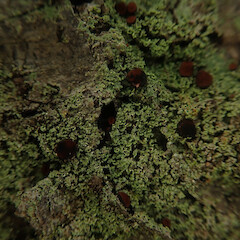 Corticolous on beech, Waikaremoana Wairoa.<br>Photographer: Marley Ford, Date taken: 30/04/2022, Licence: <a target='_blank' href='https://creativecommons.org/licenses/by/4.0'>CC BY</a>. <a class='member-message' href='/nzpcn/why-join-nzpcn/' target='_blank'>Members can view a larger version of this image.</a>
