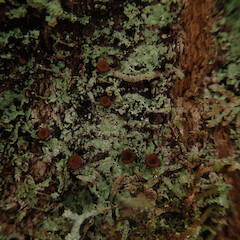 Corticolous lichen in riparian beech forest, Waikaremoana Wairoa.<br>Photographer: Marley Ford, Date taken: 28/04/2022, Licence: <a target='_blank' href='https://creativecommons.org/licenses/by/4.0'>CC BY</a>. <a class='member-message' href='/nzpcn/why-join-nzpcn/' target='_blank'>Members can view a larger version of this image.</a>