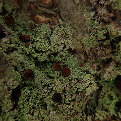 Brigantiaea lobulata