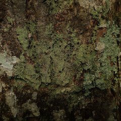 Corticolous on beech, Waikaremoana Wairoa.<br>Photographer: Marley Ford, Date taken: 30/04/2022, Licence: <a target='_blank' href='https://creativecommons.org/licenses/by/4.0'>CC BY</a>. <a class='member-message' href='/nzpcn/why-join-nzpcn/' target='_blank'>Members can view a larger version of this image.</a>