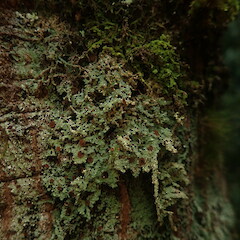 Corticolous lichen in riparian beech forest, Waikaremoana Wairoa.<br>Photographer: Marley Ford, Date taken: 20/04/2022, Licence: <a target='_blank' href='https://creativecommons.org/licenses/by/4.0'>CC BY</a>. <a class='member-message' href='/nzpcn/why-join-nzpcn/' target='_blank'>Members can view a larger version of this image.</a>