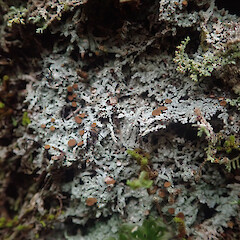 Corticolous, Pureora.<br>Photographer: Marley Ford, Date taken: 25/04/2021, Licence: <a target='_blank' href='https://creativecommons.org/licenses/by/4.0'>CC BY</a>. <a class='member-message' href='/nzpcn/why-join-nzpcn/' target='_blank'>Members can view a larger version of this image.</a>