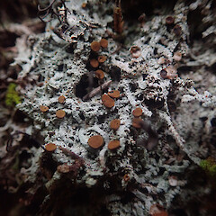 Brigantiaea phaeomma