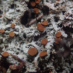 Corticolous, Pureora.<br>Photographer: Marley Ford, Date taken: 25/04/2021, Licence: <a target='_blank' href='https://creativecommons.org/licenses/by/4.0'>CC BY</a>. <a class='member-message' href='/nzpcn/why-join-nzpcn/' target='_blank'>Members can view a larger version of this image.</a>