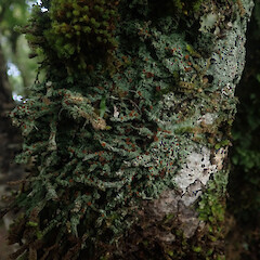 Common corticolous lichen, Waikaremoana Wairoa.<br>Photographer: Marley Ford, Date taken: 30/04/2022, Licence: <a target='_blank' href='https://creativecommons.org/licenses/by/4.0'>CC BY</a>. <a class='member-message' href='/nzpcn/why-join-nzpcn/' target='_blank'>Members can view a larger version of this image.</a>