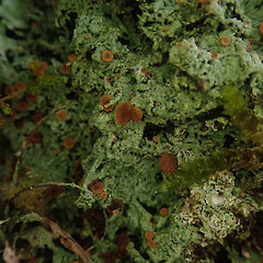 Common corticolous lichen, Waikaremoana Wairoa.<br>Photographer: Marley Ford, Date taken: 30/04/2022, Licence: <a target='_blank' href='https://creativecommons.org/licenses/by/4.0'>CC BY</a>. <a class='member-message' href='/nzpcn/why-join-nzpcn/' target='_blank'>Members can view a larger version of this image.</a>