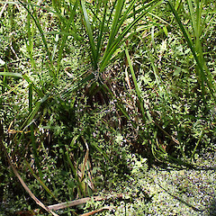 Patches in drier weedy wetlands and on floating vegetation mats, Hikurangi Northland.<br>Photographer: Marley Ford, Date taken: 01/02/2024, Licence: <a target='_blank' href='https://creativecommons.org/licenses/by/4.0'>CC BY</a>. <a class='member-message' href='/nzpcn/why-join-nzpcn/' target='_blank'>Members can view a larger version of this image.</a>