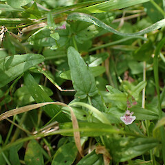 Patches in drier weedy wetlands and on floating vegetation mats, Hikurangi Northland.<br>Photographer: Marley Ford, Date taken: 01/02/2024, Licence: <a target='_blank' href='https://creativecommons.org/licenses/by/4.0'>CC BY</a>. <a class='member-message' href='/nzpcn/why-join-nzpcn/' target='_blank'>Members can view a larger version of this image.</a>