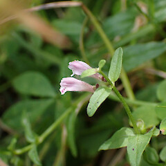 Scutellaria minor