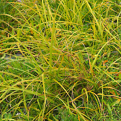 Carex ternaria