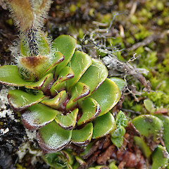 Old Man Range.<br>Photographer: Melissa Hutchison, Date taken: 21/12/2023, Licence: <a target='_blank' href='https://creativecommons.org/licenses/by-nc/4.0'>CC BY-NC</a>. <a class='member-message' href='/nzpcn/why-join-nzpcn/' target='_blank'>Members can view a larger version of this image.</a>