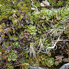 Old Man Range.<br>Photographer: Melissa Hutchison, Date taken: 21/12/2023, Licence: <a target='_blank' href='https://creativecommons.org/licenses/by-nc/4.0'>CC BY-NC</a>. <a class='member-message' href='/nzpcn/why-join-nzpcn/' target='_blank'>Members can view a larger version of this image.</a>