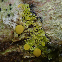 Taringatura Scenic Reserve, Southland.<br>Photographer: Melissa Hutchison, Date taken: 15/11/2019, Licence: <a target='_blank' href='https://creativecommons.org/licenses/by-nc/4.0'>CC BY-NC</a>. <a class='member-message' href='/nzpcn/why-join-nzpcn/' target='_blank'>Members can view a larger version of this image.</a>