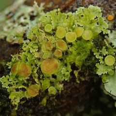 Taringatura Scenic Reserve, Southland.<br>Photographer: Melissa Hutchison, Date taken: 15/11/2019, Licence: <a target='_blank' href='https://creativecommons.org/licenses/by-nc/4.0'>CC BY-NC</a>. <a class='member-message' href='/nzpcn/why-join-nzpcn/' target='_blank'>Members can view a larger version of this image.</a>