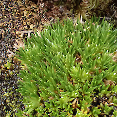 Auckland Island tops, above 300 m elevation, January 2023, Strannik Auckland Island Expedition.<br>Photographer: Alex Fergus, Date taken: 23/01/2023, Licence: <a target='_blank' href='https://creativecommons.org/licenses/by-nc/4.0'>CC BY-NC</a>. <a class='member-message' href='/nzpcn/why-join-nzpcn/' target='_blank'>Members can view a larger version of this image.</a>