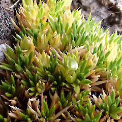 Auckland Island tops, above 300 m elevation, January 2023, Strannik Auckland Island Expedition.<br>Photographer: Alex Fergus, Date taken: 28/01/2023, Licence: <a target='_blank' href='https://creativecommons.org/licenses/by-nc/4.0'>CC BY-NC</a>. <a class='member-message' href='/nzpcn/why-join-nzpcn/' target='_blank'>Members can view a larger version of this image.</a>