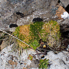 Drought induced dieback? Auckland Island tops, above 300 m elevation, January 2023, Strannik Auckland Island Expedition.<br>Photographer: Alex Fergus, Date taken: 28/01/2023, Licence: <a target='_blank' href='https://creativecommons.org/licenses/by-nc/4.0'>CC BY-NC</a>. <a class='member-message' href='/nzpcn/why-join-nzpcn/' target='_blank'>Members can view a larger version of this image.</a>