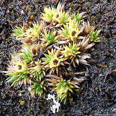 Auckland Island tops, above 300 m elevation, January 2023, Strannik Auckland Island Expedition.<br>Photographer: Alex Fergus, Date taken: 30/01/2023, Licence: <a target='_blank' href='https://creativecommons.org/licenses/by-nc/4.0'>CC BY-NC</a>. <a class='member-message' href='/nzpcn/why-join-nzpcn/' target='_blank'>Members can view a larger version of this image.</a>