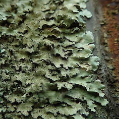 Growing on abandon bus in Kunzea amathicola forest, Hokianga Northland.<br>Photographer: Marley Ford, Date taken: 11/02/2020, Licence: <a target='_blank' href='https://creativecommons.org/licenses/by/4.0'>CC BY</a>. <a class='member-message' href='/nzpcn/why-join-nzpcn/' target='_blank'>Members can view a larger version of this image.</a>