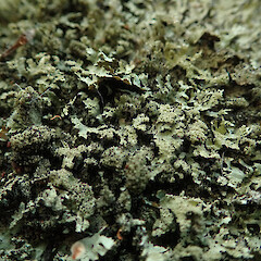 Growing on abandon bus in Kunzea amathicola forest, Hokianga Northland.<br>Photographer: Marley Ford, Date taken: 11/02/2020, Licence: <a target='_blank' href='https://creativecommons.org/licenses/by/4.0'>CC BY</a>. <a class='member-message' href='/nzpcn/why-join-nzpcn/' target='_blank'>Members can view a larger version of this image.</a>
